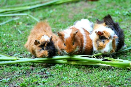 guinea-pig-208438_640.jpg