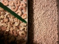 FD shrimp.jpg