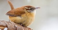 Carolina Wren.jpg