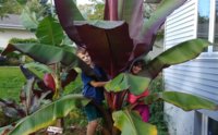 Ensete.jpg Ensete.jpg