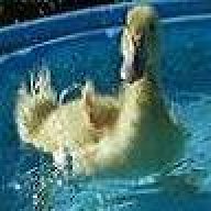 DuckLady