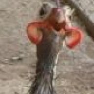 Guinea Goonie