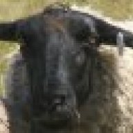 The Old Ram-Australia
