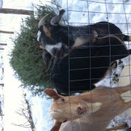 Rapid falls farm