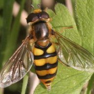 Syrphid