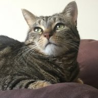 DaisyAndAllOfThoseCats