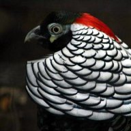 Pheasantlady