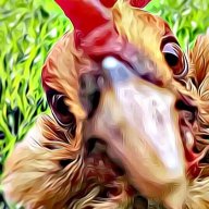 CluckNDoodle