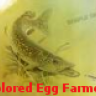 Colored Egg Farmer