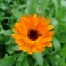 calendula