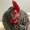 The Chick Addict
