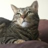 DaisyAndAllOfThoseCats