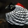 Pheasantlady