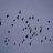 Desert Birds