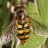 Syrphid