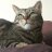 DaisyAndAllOfThoseCats