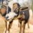 Youngfarmer2019